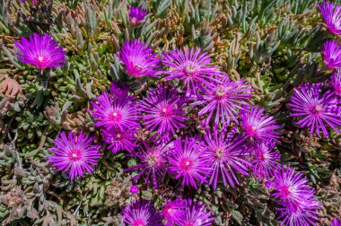 Mesembriantemo küçük sulu bir bitkidir. Küçük, sulu bir bitkidir..