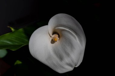 Liliaceae familyasına ait bir bitki cinsidir. Lilium cinsi Avrupa, Asya ve Kuzey Amerika 'ya özgüdür: 80 cm ile 2 m arasında yüksekliğe sahip bitkiler içerir..