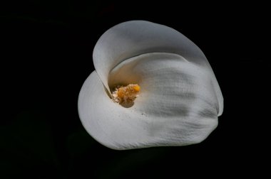 Liliaceae familyasına ait bir bitki cinsidir. Lilium cinsi Avrupa, Asya ve Kuzey Amerika 'ya özgüdür: 80 cm ile 2 m arasında yüksekliğe sahip bitkiler içerir..