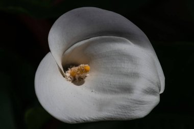 Liliaceae familyasına ait bir bitki cinsidir. Lilium cinsi Avrupa, Asya ve Kuzey Amerika 'ya özgüdür: 80 cm ile 2 m arasında yüksekliğe sahip bitkiler içerir..