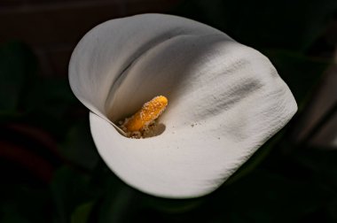 Liliaceae familyasına ait bir bitki cinsidir. Lilium cinsi Avrupa, Asya ve Kuzey Amerika 'ya özgüdür: 80 cm ile 2 m arasında yüksekliğe sahip bitkiler içerir..