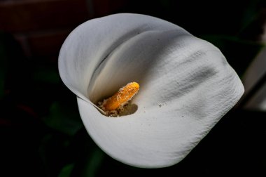 Liliaceae familyasına ait bir bitki cinsidir. Lilium cinsi Avrupa, Asya ve Kuzey Amerika 'ya özgüdür: 80 cm ile 2 m arasında yüksekliğe sahip bitkiler içerir..