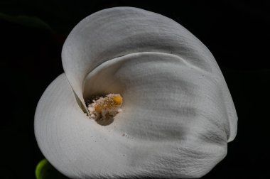 Liliaceae familyasına ait bir bitki cinsidir. Lilium cinsi Avrupa, Asya ve Kuzey Amerika 'ya özgüdür: 80 cm ile 2 m arasında yüksekliğe sahip bitkiler içerir..