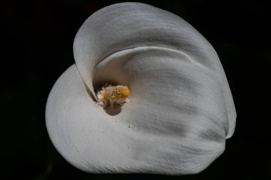 Liliaceae familyasına ait bir bitki cinsidir. Lilium cinsi Avrupa, Asya ve Kuzey Amerika 'ya özgüdür: 80 cm ile 2 m arasında yüksekliğe sahip bitkiler içerir..