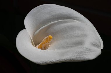 Liliaceae familyasına ait bir bitki cinsidir. Lilium cinsi Avrupa, Asya ve Kuzey Amerika 'ya özgüdür: 80 cm ile 2 m arasında yüksekliğe sahip bitkiler içerir..