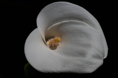 Liliaceae familyasına ait bir bitki cinsidir. Lilium cinsi Avrupa, Asya ve Kuzey Amerika 'ya özgüdür: 80 cm ile 2 m arasında yüksekliğe sahip bitkiler içerir..