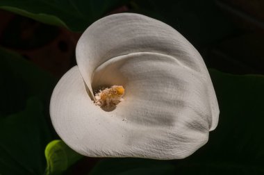 Liliaceae familyasına ait bir bitki cinsidir. Lilium cinsi Avrupa, Asya ve Kuzey Amerika 'ya özgüdür: 80 cm ile 2 m arasında yüksekliğe sahip bitkiler içerir..