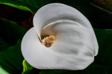 Liliaceae familyasına ait bir bitki cinsidir. Lilium cinsi Avrupa, Asya ve Kuzey Amerika 'ya özgüdür: 80 cm ile 2 m arasında yüksekliğe sahip bitkiler içerir..
