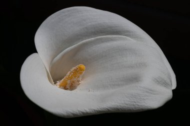 Liliaceae familyasına ait bir bitki cinsidir. Lilium cinsi Avrupa, Asya ve Kuzey Amerika 'ya özgüdür: 80 cm ile 2 m arasında yüksekliğe sahip bitkiler içerir..