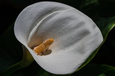 Liliaceae familyasına ait bir bitki cinsidir. Lilium cinsi Avrupa, Asya ve Kuzey Amerika 'ya özgüdür: 80 cm ile 2 m arasında yüksekliğe sahip bitkiler içerir..