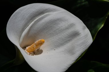 Liliaceae familyasına ait bir bitki cinsidir. Lilium cinsi Avrupa, Asya ve Kuzey Amerika 'ya özgüdür: 80 cm ile 2 m arasında yüksekliğe sahip bitkiler içerir..