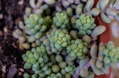 Sedum burrito olarak da bilinen Crassulaceae ailesine ait olan Sedum morganianum, Güney Meksika 'da yaşamaktadır..
