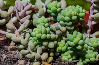 Sedum burrito olarak da bilinen Crassulaceae ailesine ait olan Sedum morganianum, Güney Meksika 'da yaşamaktadır..