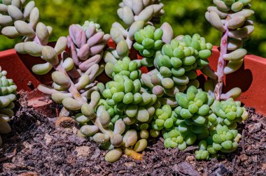 Sedum burrito olarak da bilinen Crassulaceae ailesine ait olan Sedum morganianum, Güney Meksika 'da yaşamaktadır..