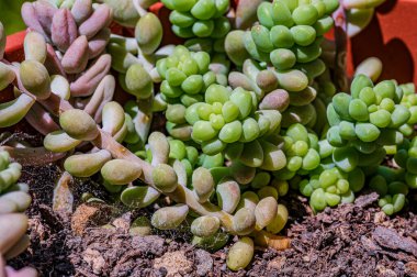 Sedum burrito olarak da bilinen Crassulaceae ailesine ait olan Sedum morganianum, Güney Meksika 'da yaşamaktadır..