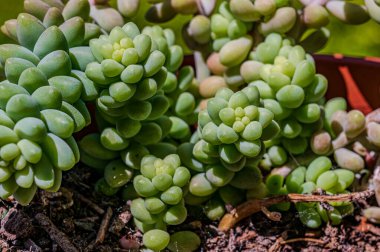 Sedum burrito olarak da bilinen Crassulaceae ailesine ait olan Sedum morganianum, Güney Meksika 'da yaşamaktadır..
