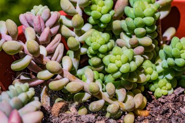 Sedum burrito olarak da bilinen Crassulaceae ailesine ait olan Sedum morganianum, Güney Meksika 'da yaşamaktadır..