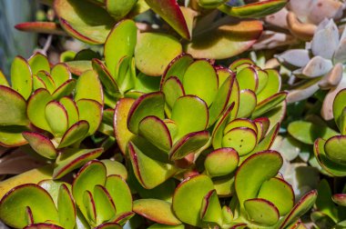 Crassula ovata, Crassulaceae familyasından Güney Afrika 'da yetişen sulu bir bitki türü..