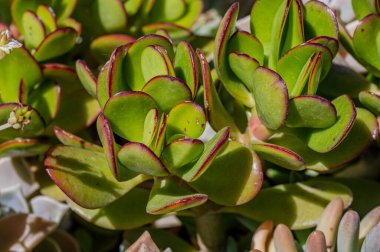 Crassula ovata, Crassulaceae familyasından Güney Afrika 'da yetişen sulu bir bitki türü..