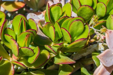 Crassula ovata, Crassulaceae familyasından Güney Afrika 'da yetişen sulu bir bitki türü..