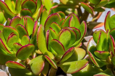 Crassula ovata, Crassulaceae familyasından Güney Afrika 'da yetişen sulu bir bitki türü..