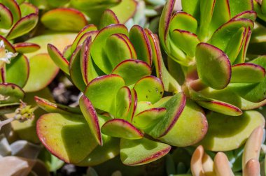 Crassula ovata, Crassulaceae familyasından Güney Afrika 'da yetişen sulu bir bitki türü..