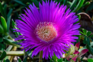 Hottentot Fig 'de genellikle pembe veya sarı renkli, ortasında sarı pudingler bulunan papatya şeklinde çiçekler bulunur. Çiçekler bahar ve yaz aylarında aktiftir, tozlaşan böcekleri cezbederler..