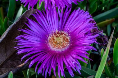 Hottentot Fig 'de genellikle pembe veya sarı renkli, ortasında sarı pudingler bulunan papatya şeklinde çiçekler bulunur. Çiçekler bahar ve yaz aylarında aktiftir, tozlaşan böcekleri cezbederler..