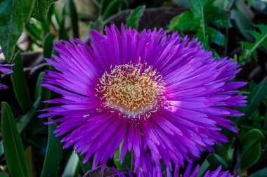 Hottentot Fig 'de genellikle pembe veya sarı renkli, ortasında sarı pudingler bulunan papatya şeklinde çiçekler bulunur. Çiçekler bahar ve yaz aylarında aktiftir, tozlaşan böcekleri cezbederler..