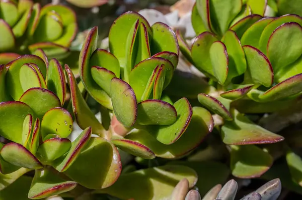 Crassula ovata, Crassulaceae familyasından Güney Afrika 'da yetişen sulu bir bitki türü..