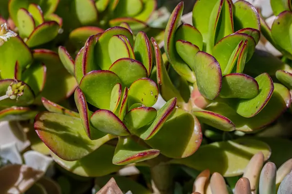 Crassula ovata, Crassulaceae familyasından Güney Afrika 'da yetişen sulu bir bitki türü..