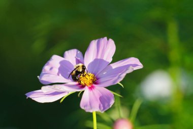 Bumblebee pembe bir kozmos çiçeğini döllüyor..