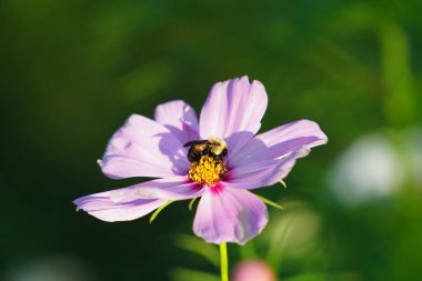 Bumblebee pembe bir kozmos çiçeğini döllüyor..