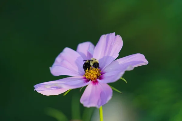Bumblebee Pollinating Pink Cosmos Flower — Stock Photo, Image