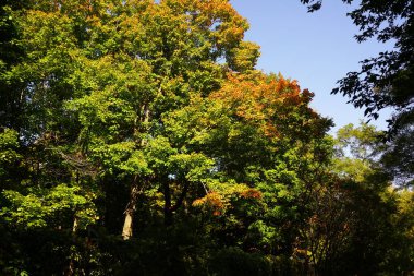 Wisconsin, Fond du Lac 'ın dışında gür bir sonbahar renkli orman.