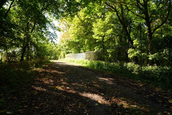 Wisconsin, Fond du Lac 'ın dışındaki gür sonbahar renkli orman.