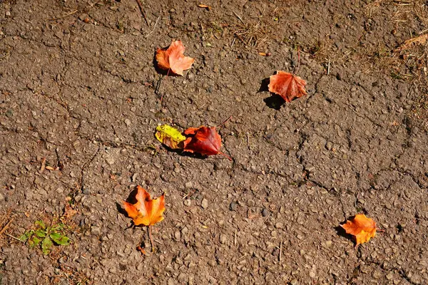 Folhas Outono Espalhadas Chão Concreto Durante Temporada Outono Fond Lac — Fotografia de Stock