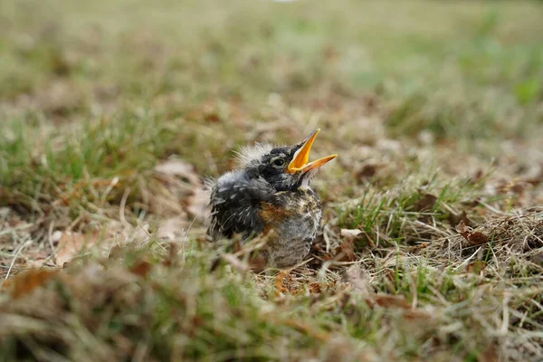 Bebé Americano Robin Pájaro Encontrado Suelo — Foto de Stock