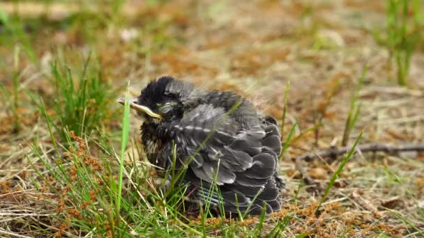 在地上发现的美洲知更鸟宝宝 — 图库视频影像