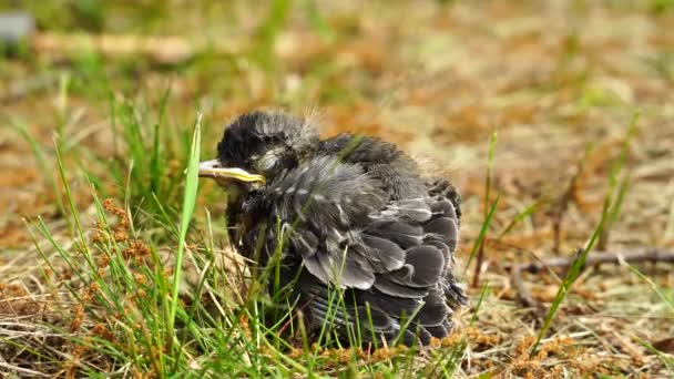 在地上发现的美洲知更鸟宝宝 — 图库视频影像