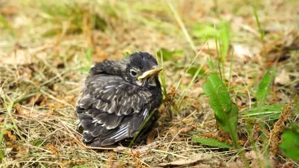 Baby American Robin Pássaro Encontrado Chão — Vídeo de Stock