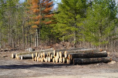 Ağaç kütükleri istiflenmiş, kullanılabilir oduna dönüştürülmeye hazır..