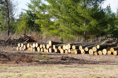 Ağaç kütükleri istiflenmiş, kullanılabilir oduna dönüştürülmeye hazır..