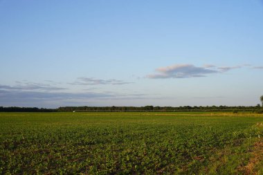 Mısır ekili tarlalar yavaş yavaş büyüyorlar..