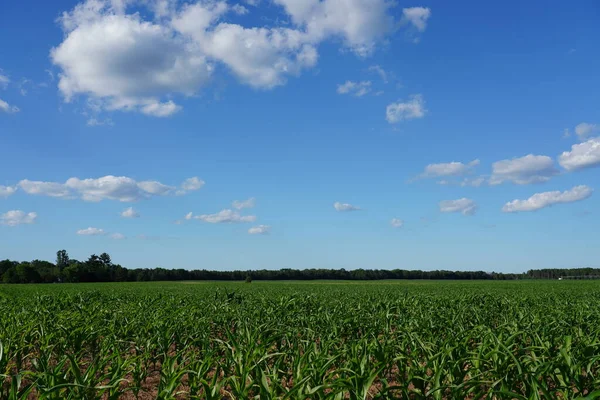 Культивирование Кукурузы Сельскохозяйственных Угодьях Летом — стоковое фото
