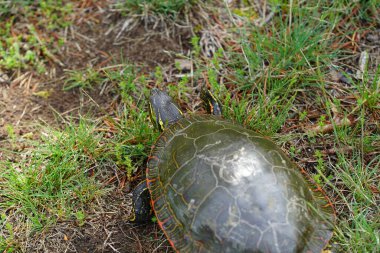 Chrysemys Picta erkek boyalı kaplumbağa güneşli bahar havasında suda, kumlu toprak yolda ve çimlerde sürünür..