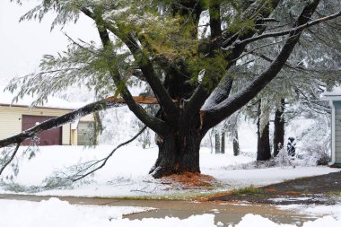 Karda büyük bir ağaç