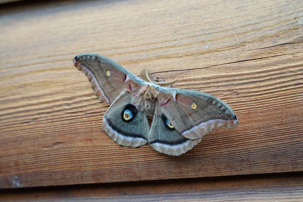 North American Polyphemus moth sits on outside wall