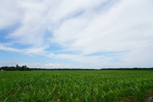 Cultivo Milho Terras Agrícolas Durante Verão — Fotografia de Stock