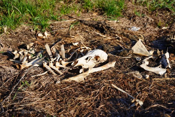Pile Deer Bones Carcass Laying Side Road — Stock Photo, Image